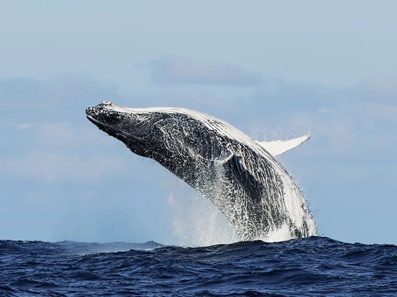 Whale Watching