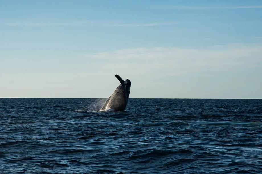 Explore Nuevo Vallarta